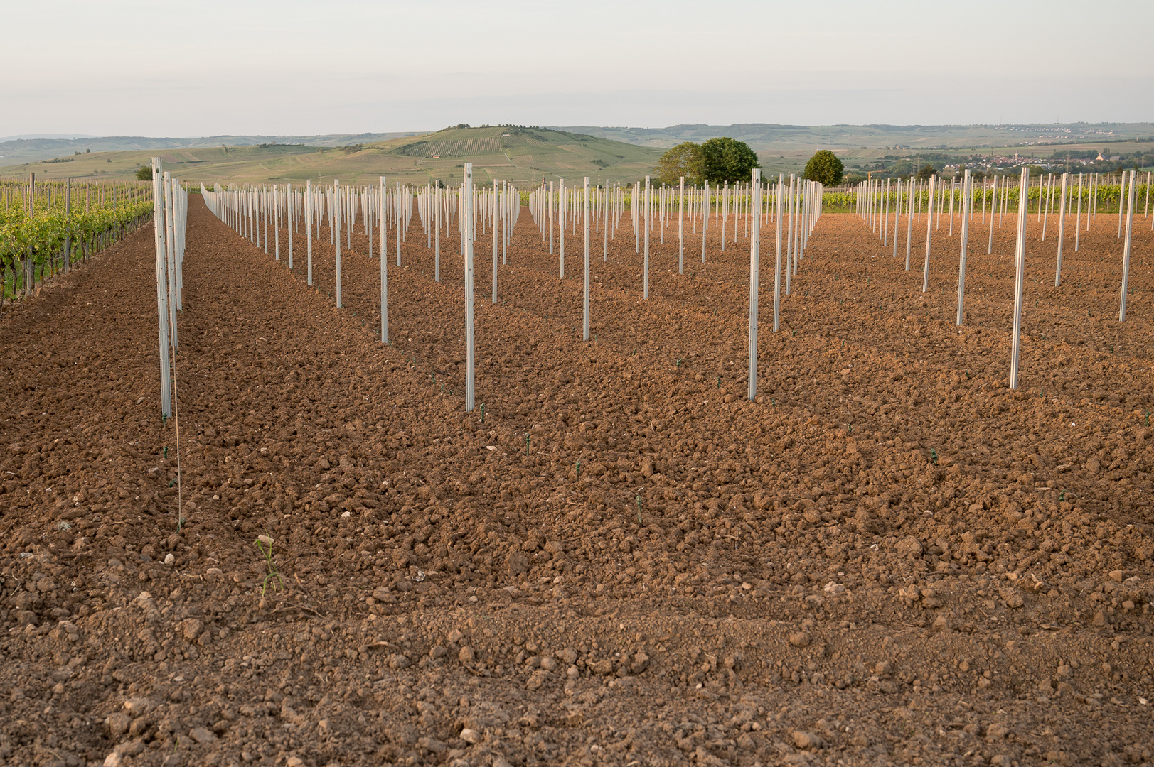 Weinbergsgeometrie