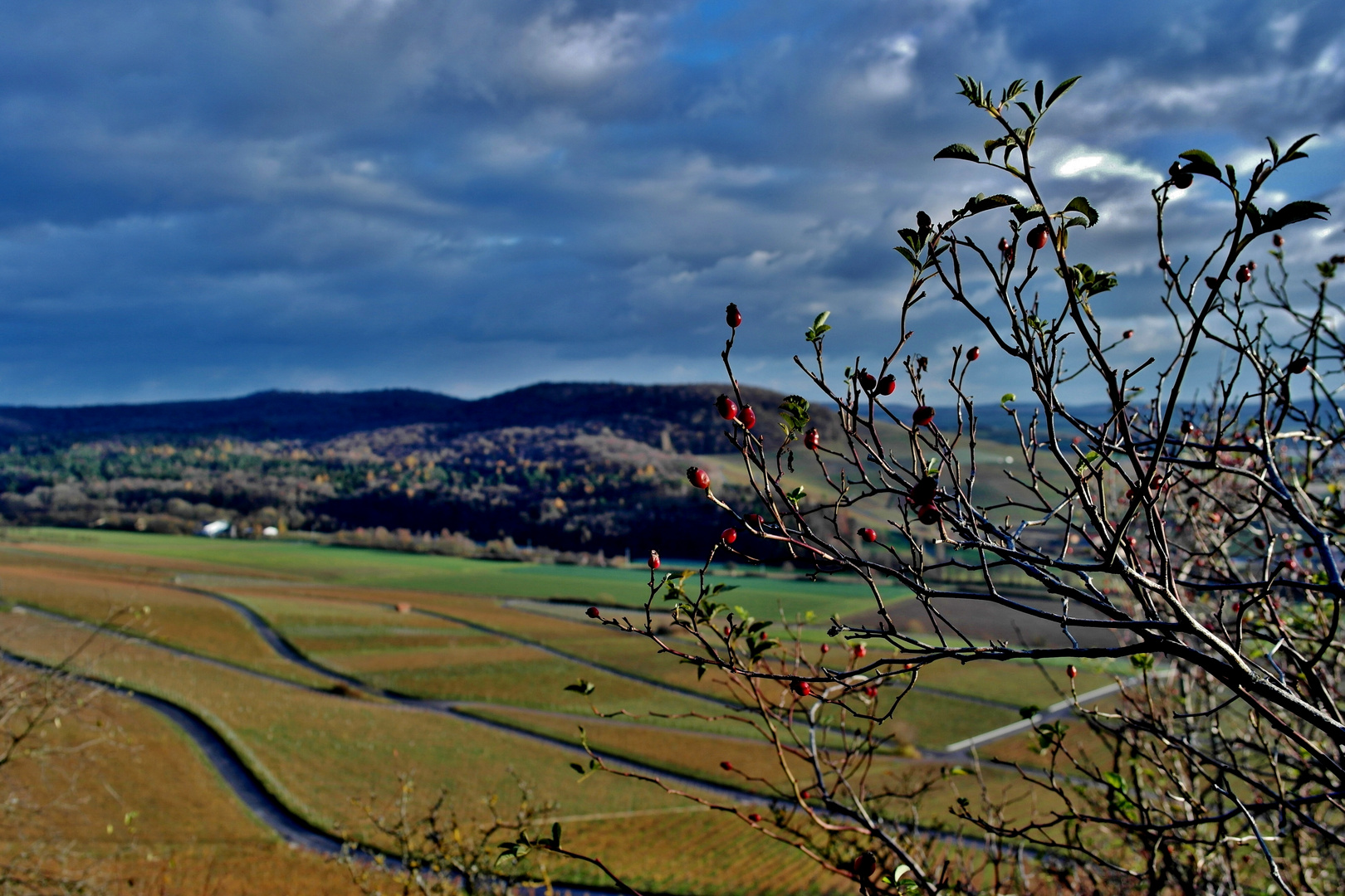 Weinbergshagebutte