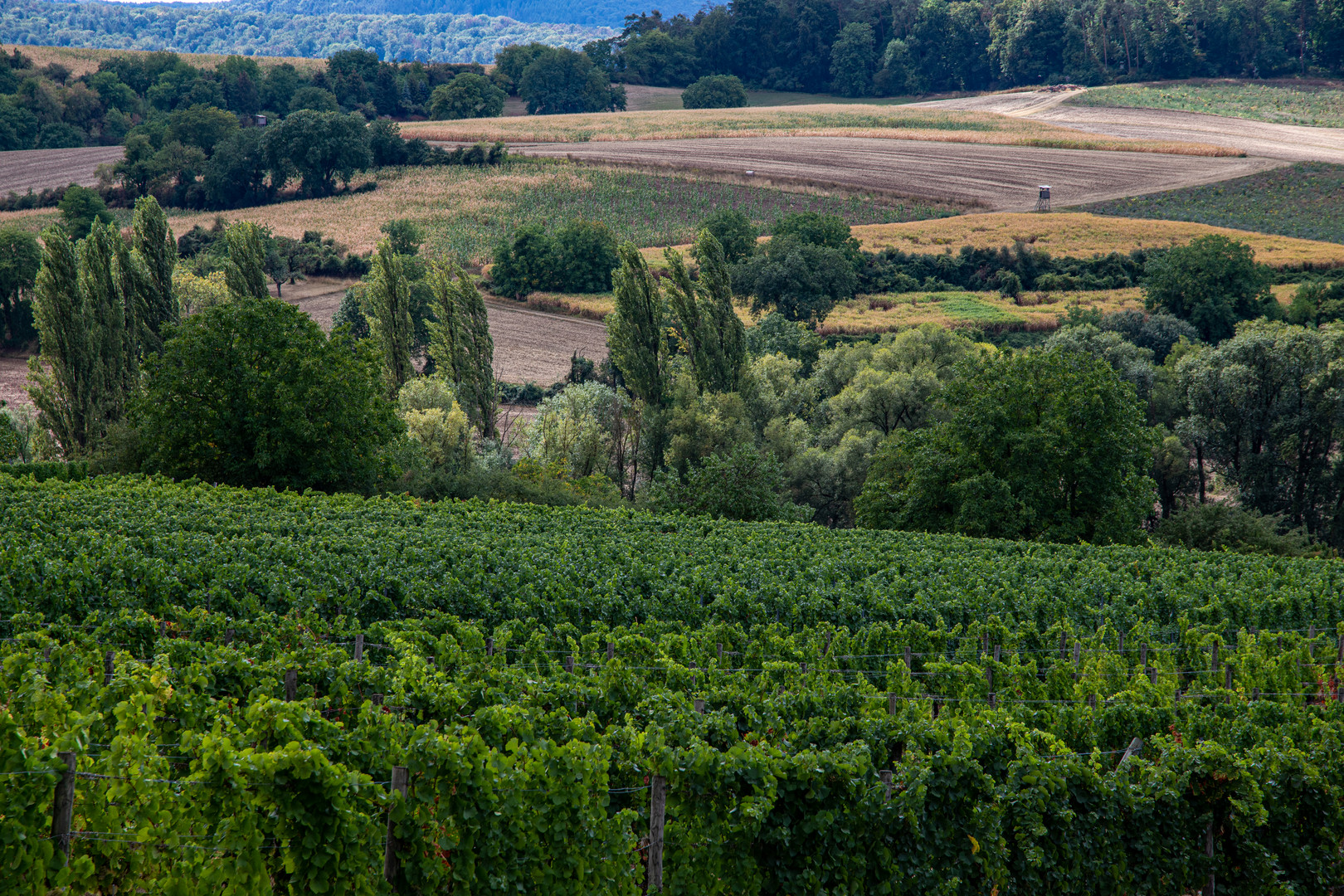 Weinbergslandschaft