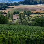 Weinbergslandschaft