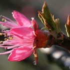 Weinbergspfirsich in Ostersonne und -frost