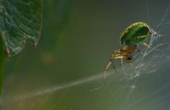 Weinbergspinne