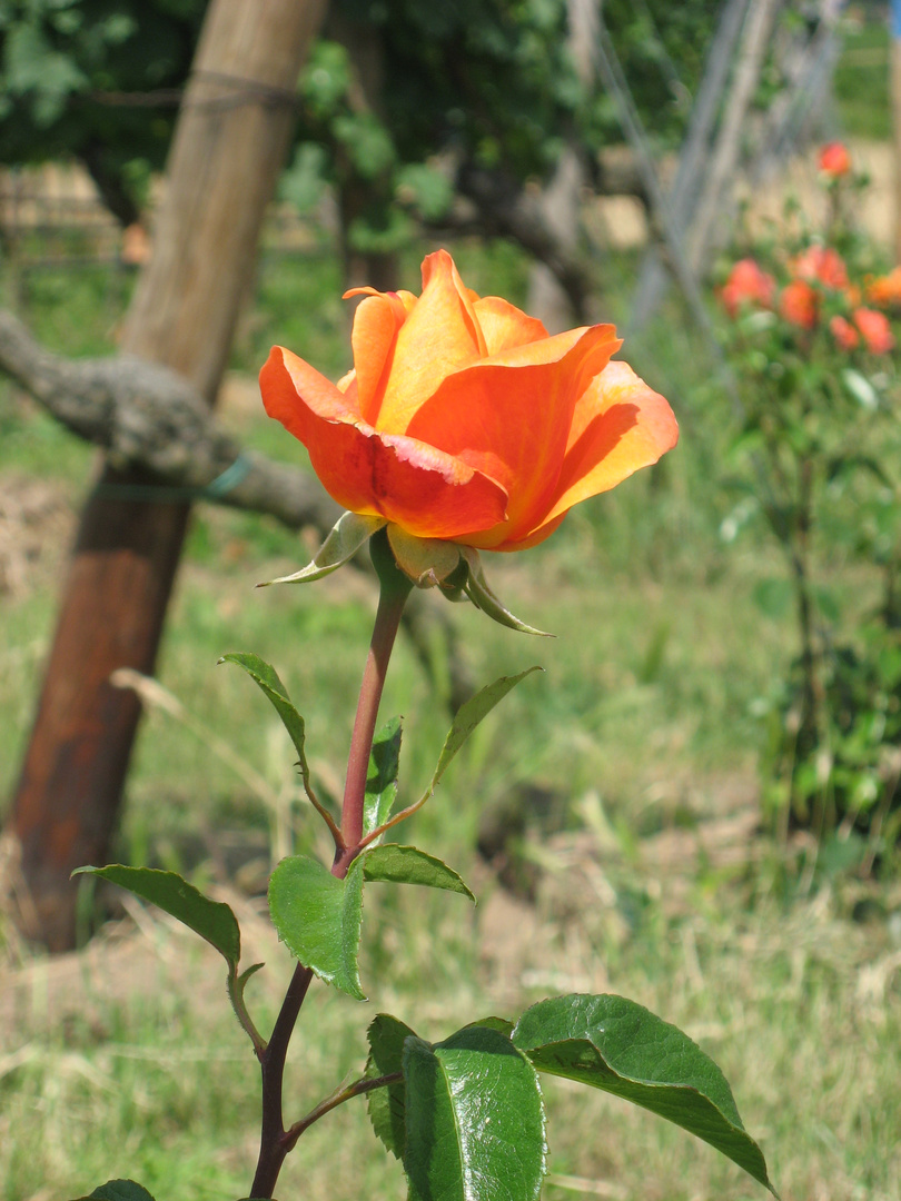 Weinbergsrose