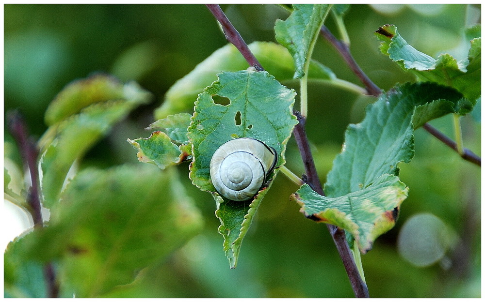 Weinbergsschnecke