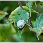 Weinbergsschnecke