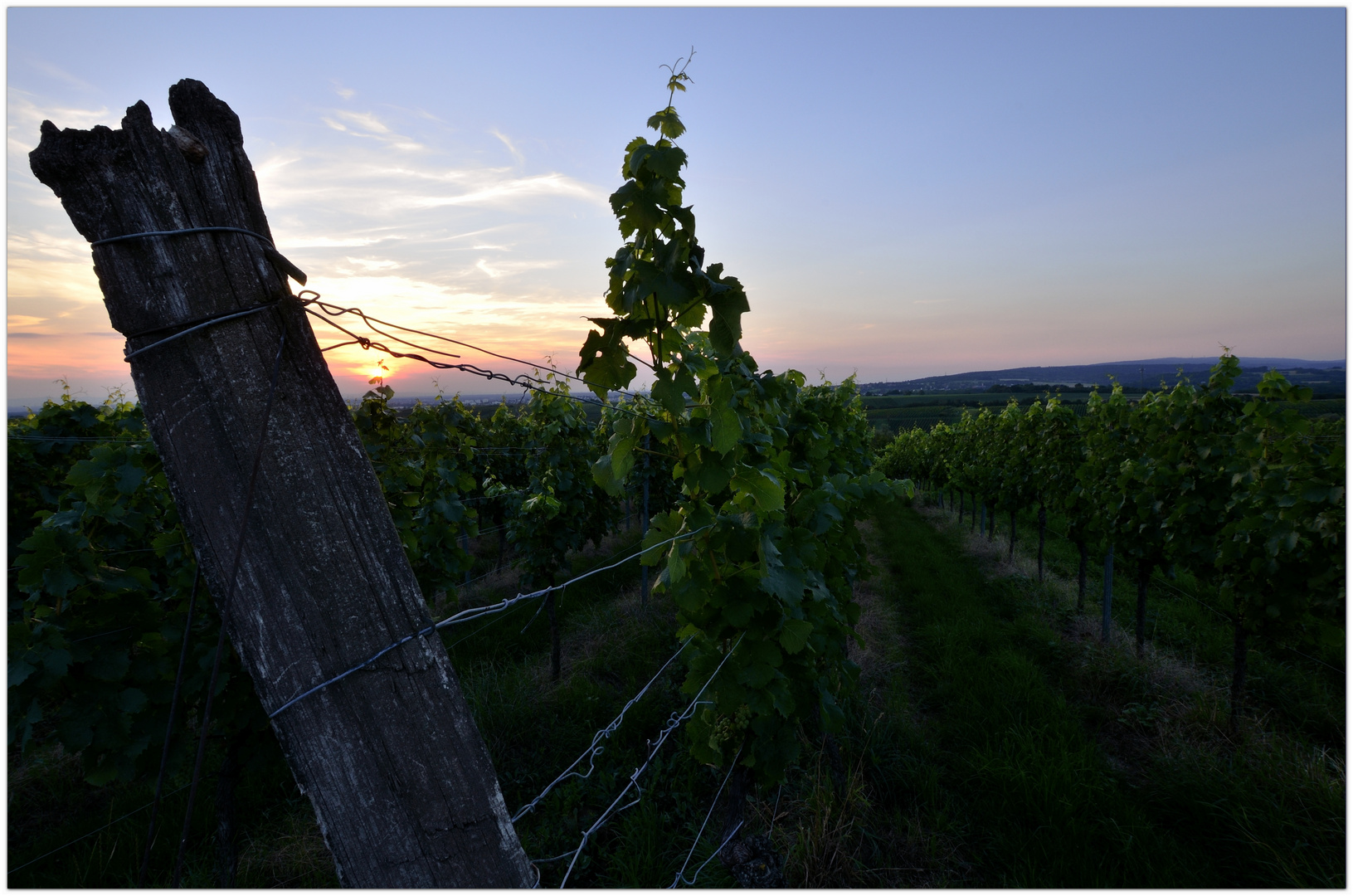 Weinbergstimmung