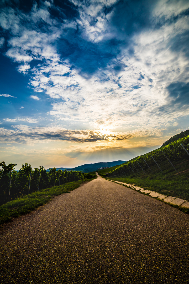 Weinbergstraße im Gegenlicht