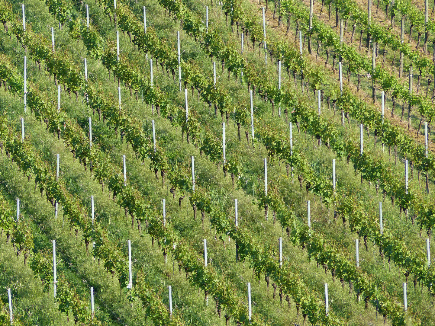 Weinbergstrukturen