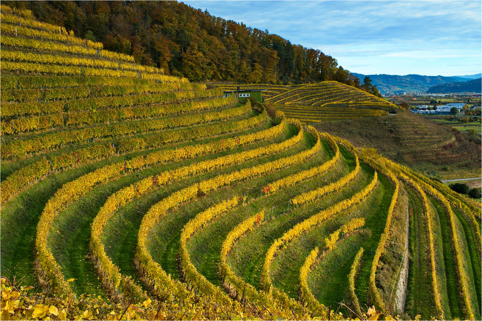 Weinbergstrukturen...