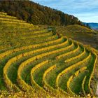 Weinbergstrukturen...