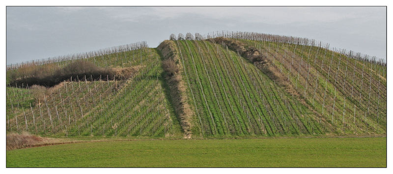 Weinbergstrukturen am Breitenauer See