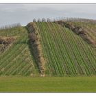 Weinbergstrukturen am Breitenauer See