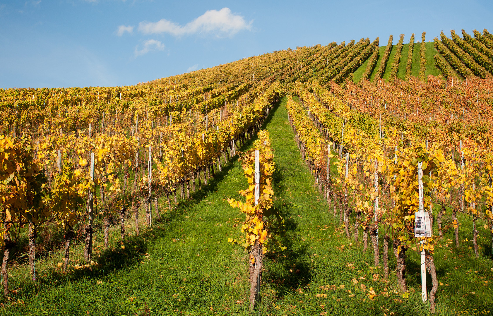 Weinbergstrukturen