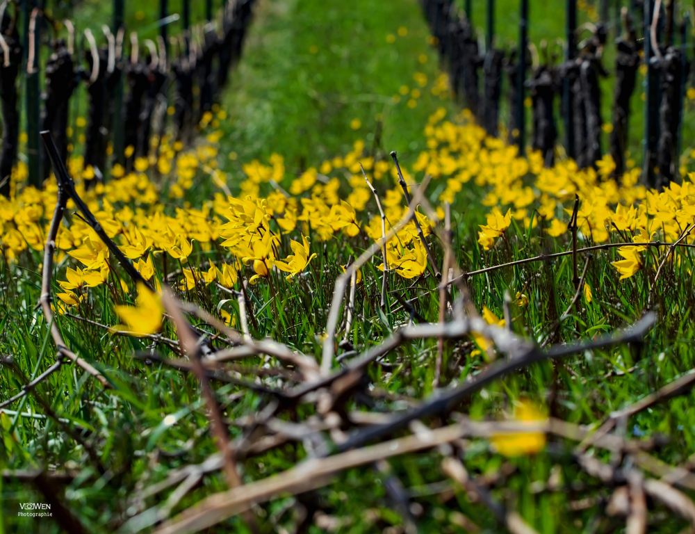 WEINBERGSTULPEN