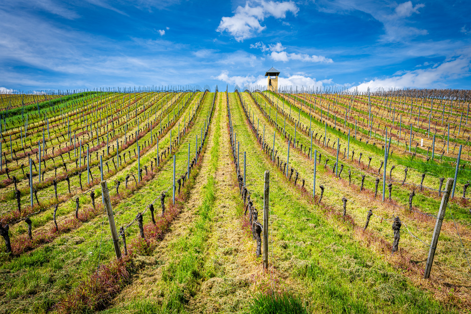 Weinbergsturm bei Vendersheim 41