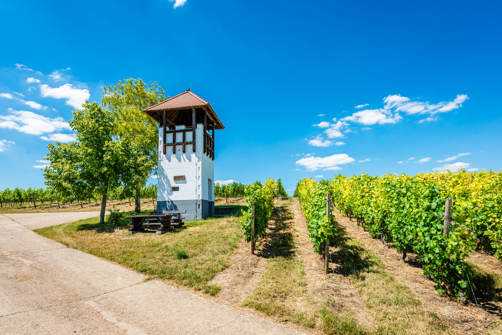 Weinbergsturm Rheinhessen 45