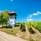 Weinbergsturm Rheinhessen 45