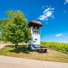 Weinbergsturm Rheinhessen 90