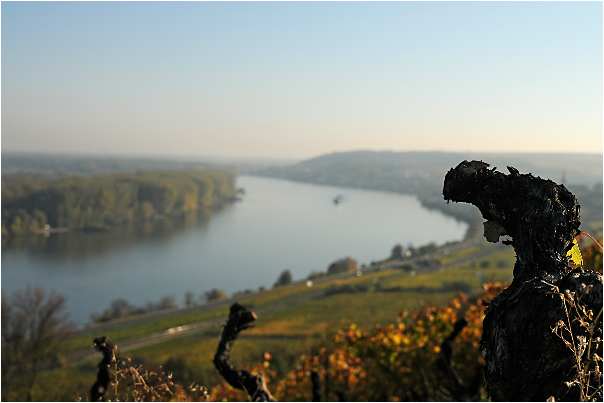 Weinbergswächter