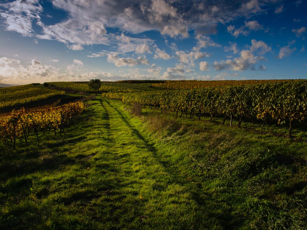 Weinbergsweg