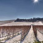 Weinbergswinterruhe