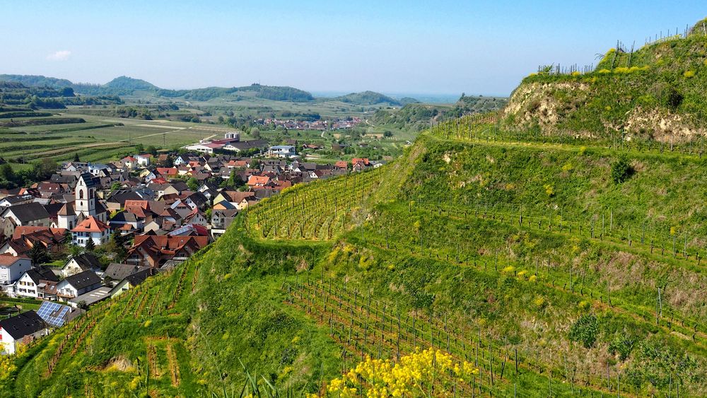 Weinbergterrassen Foto & Bild | natur, landschaft, kulturlandschaft