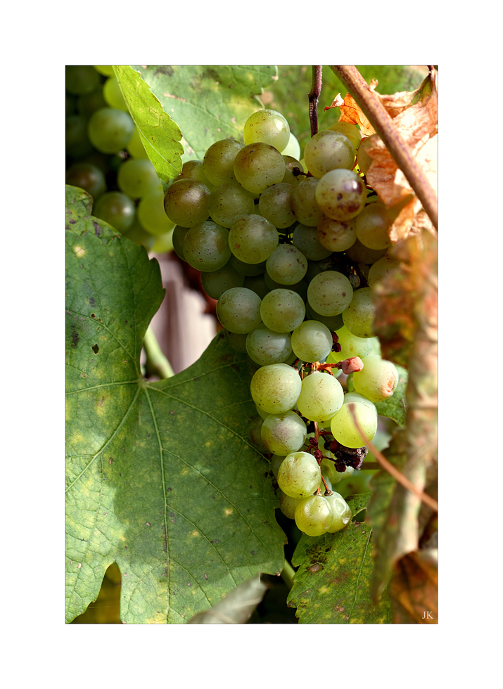 Weinbergtrauben