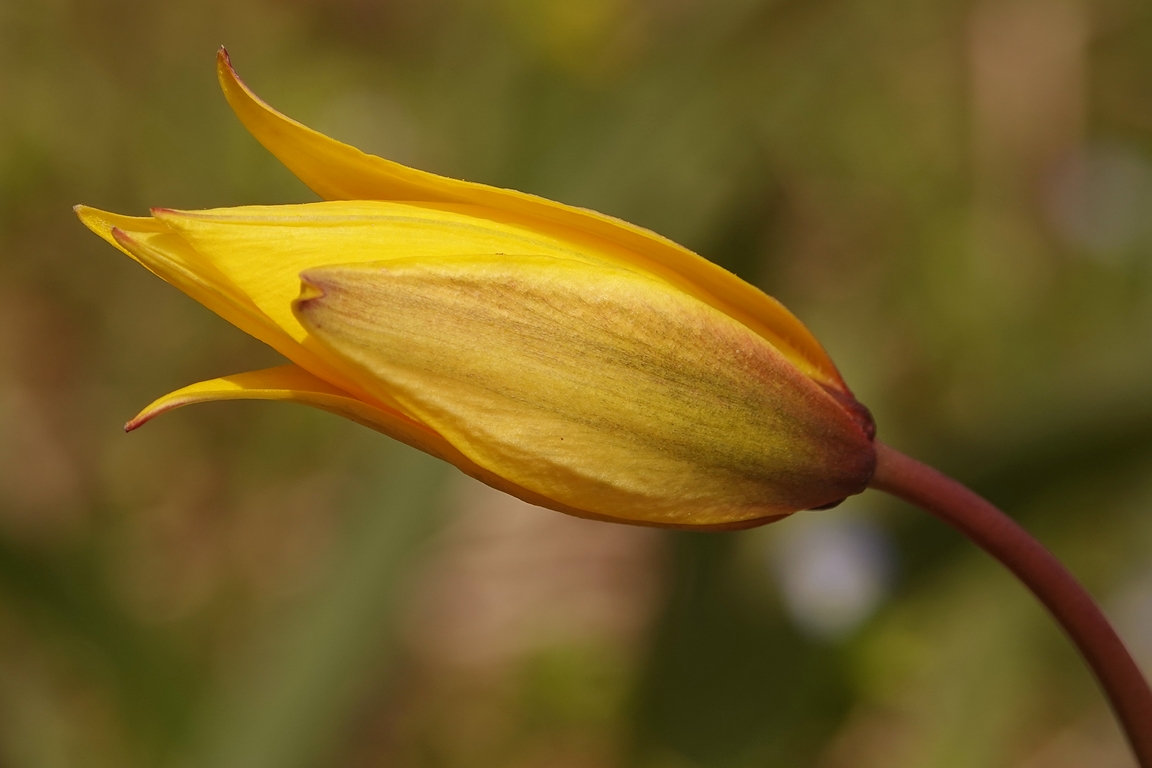 Weinbergtulpe