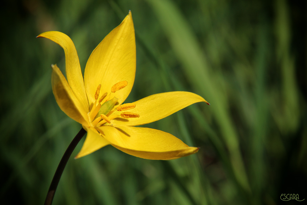 Weinbergtulpe