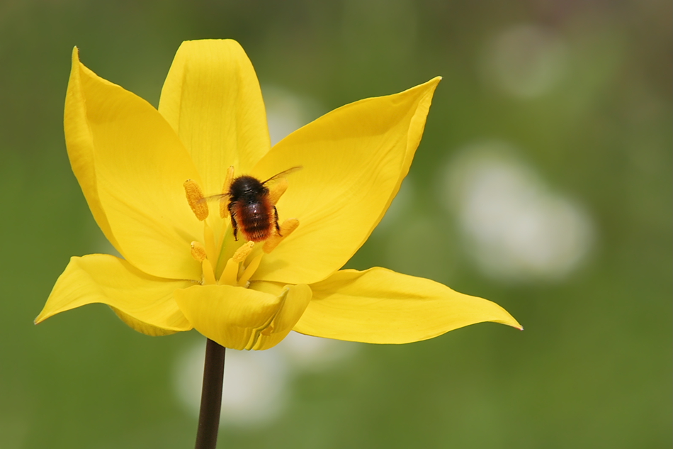 Weinbergtulpe