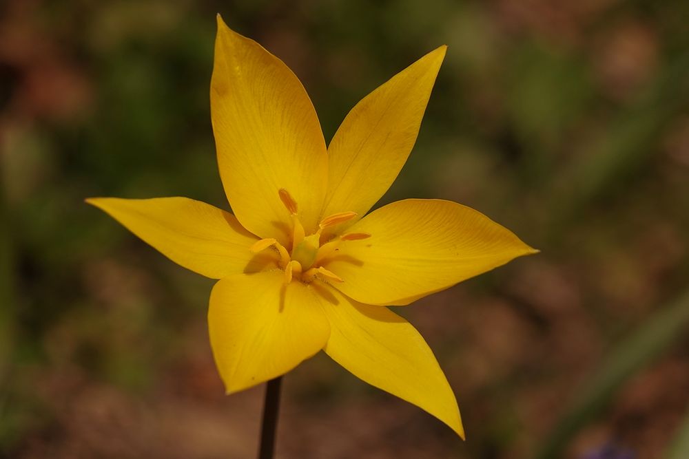 Weinbergtulpe