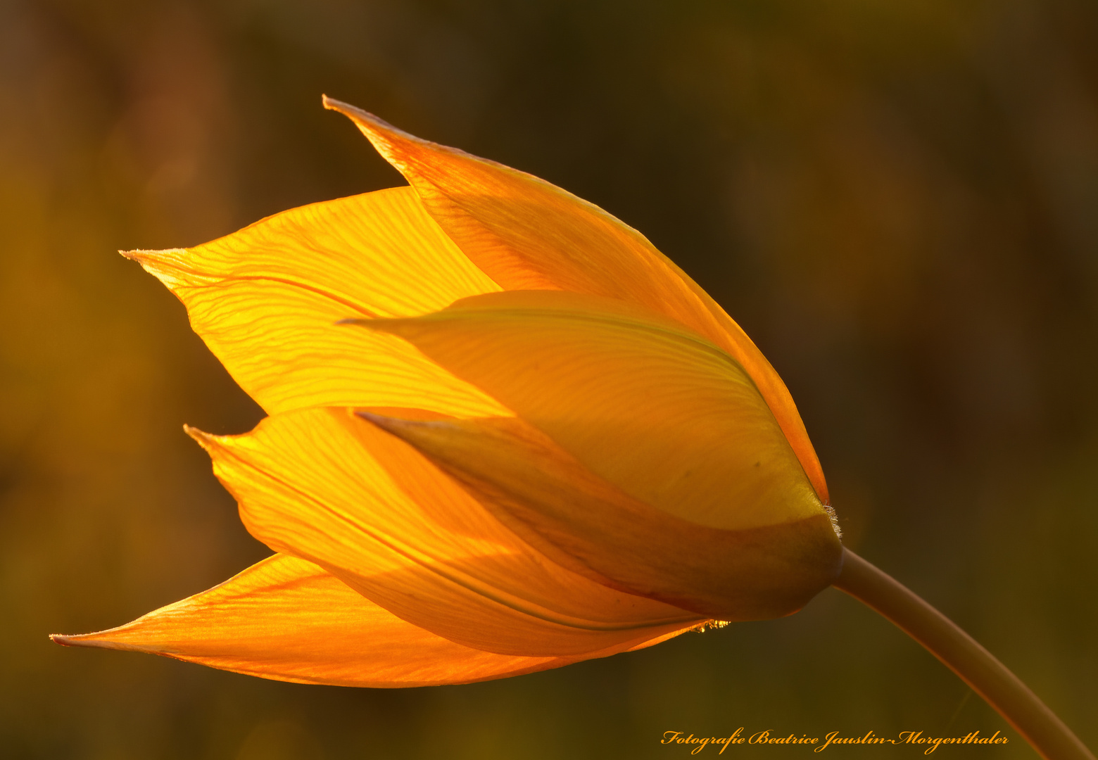 Weinbergtulpe im Abendlicht