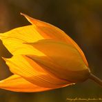 Weinbergtulpe im Abendlicht