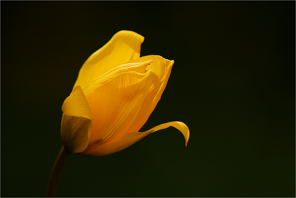 Weinbergtulpe (Tulipa silvestris)