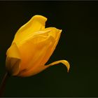 Weinbergtulpe (Tulipa silvestris)