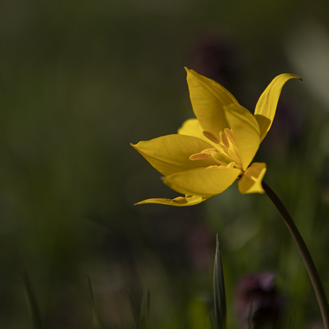 Weinbergtulpe, Wilde Tulpe (Tulipa sylvestris)