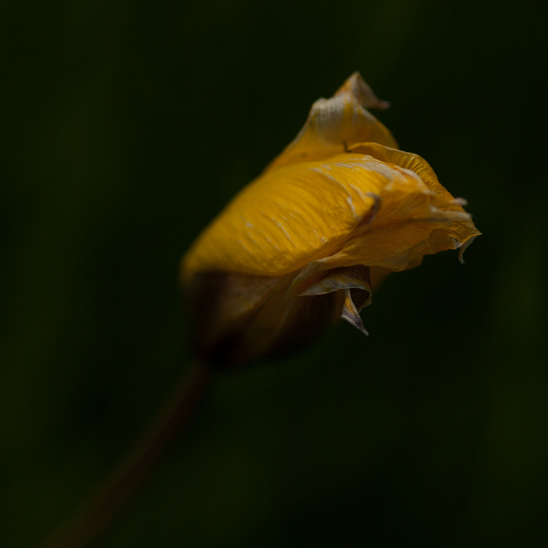 Weinbergtulpe, Wilde Tulpe (Tulipa sylvestris)