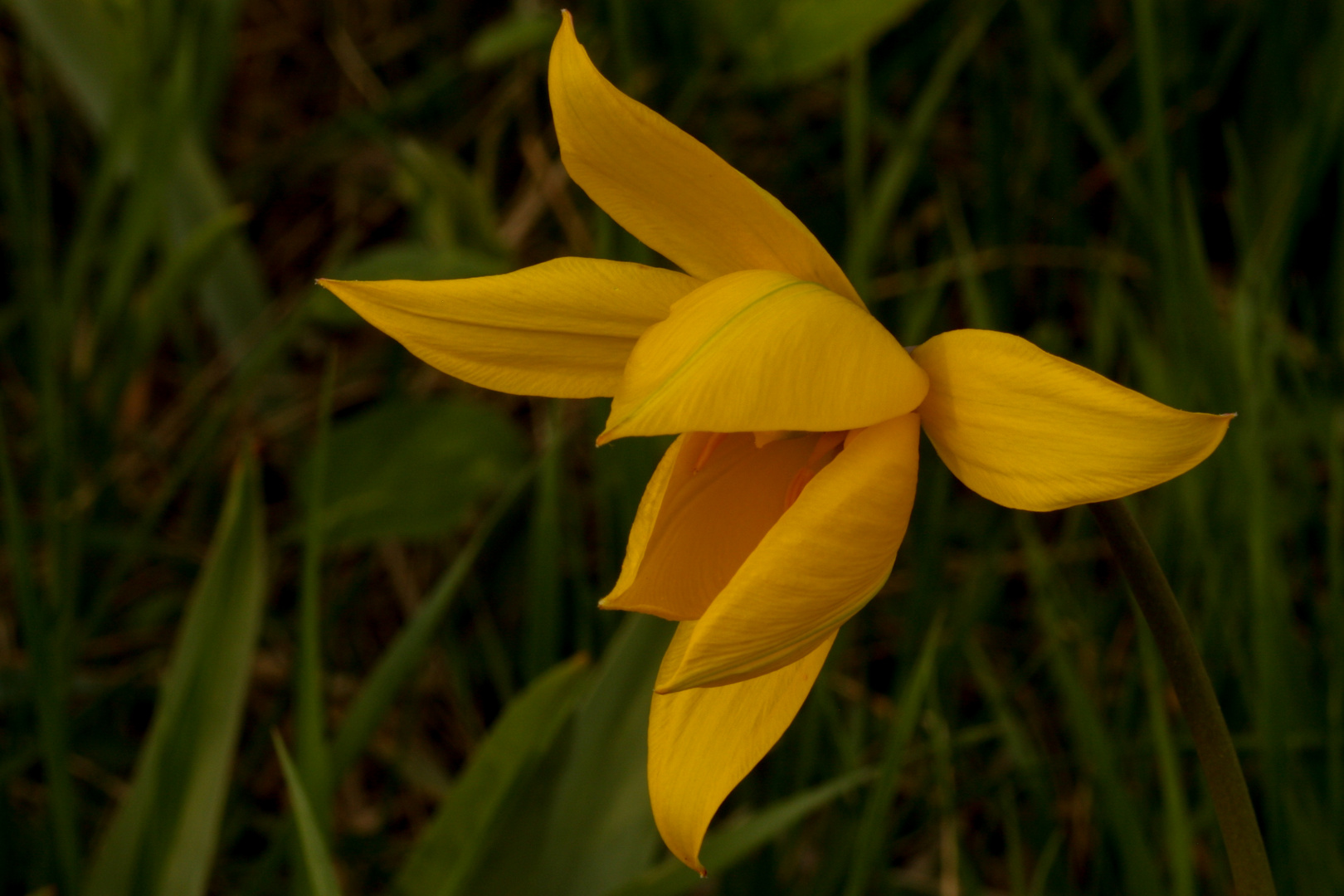 Weinbergtulpe, Wilde Tulpe (Tulipa sylvestris)