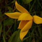 Weinbergtulpe, Wilde Tulpe (Tulipa sylvestris)