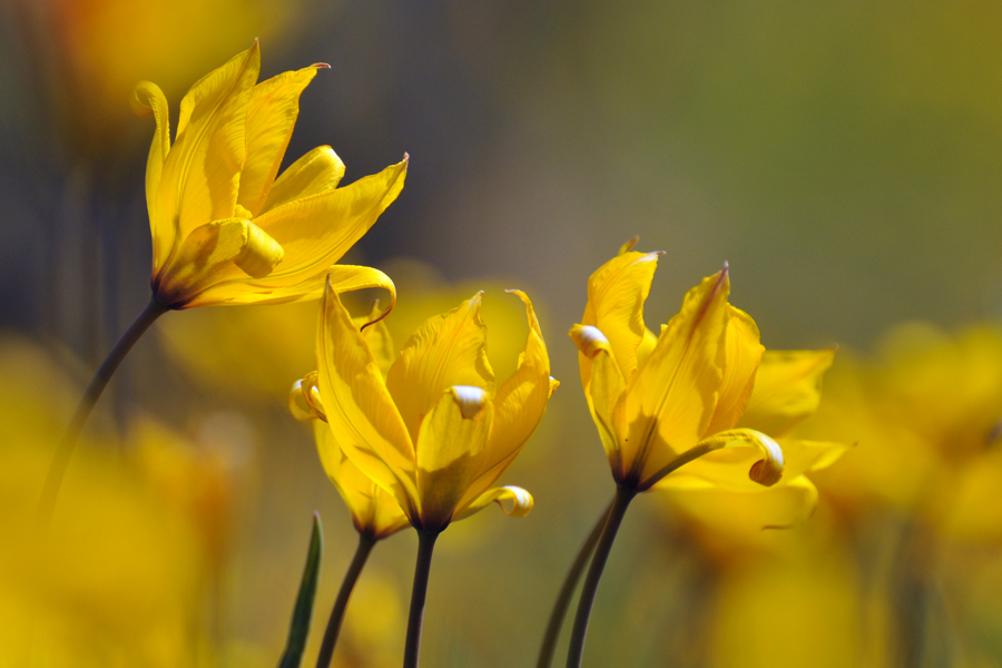 Weinbergtulpen