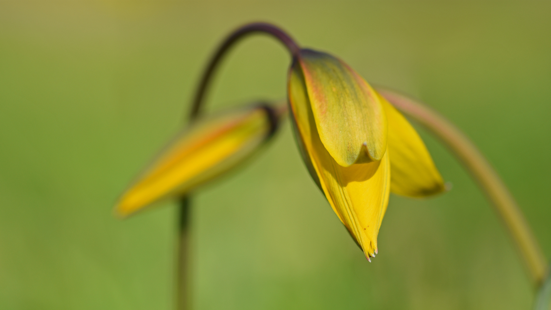 Weinbergtulpen ...