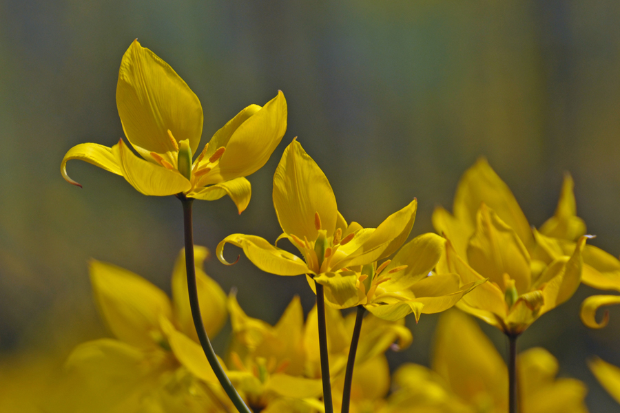 Weinbergtulpen