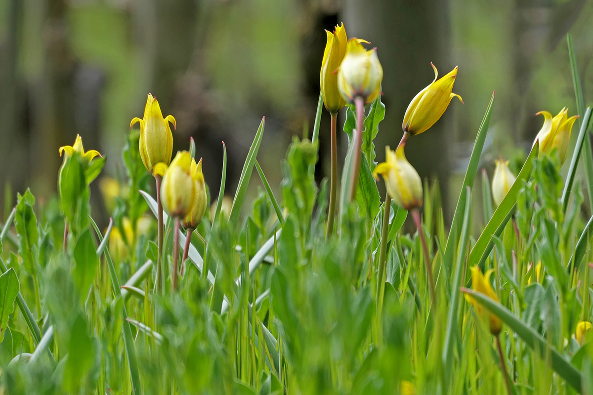 Weinbergtulpen