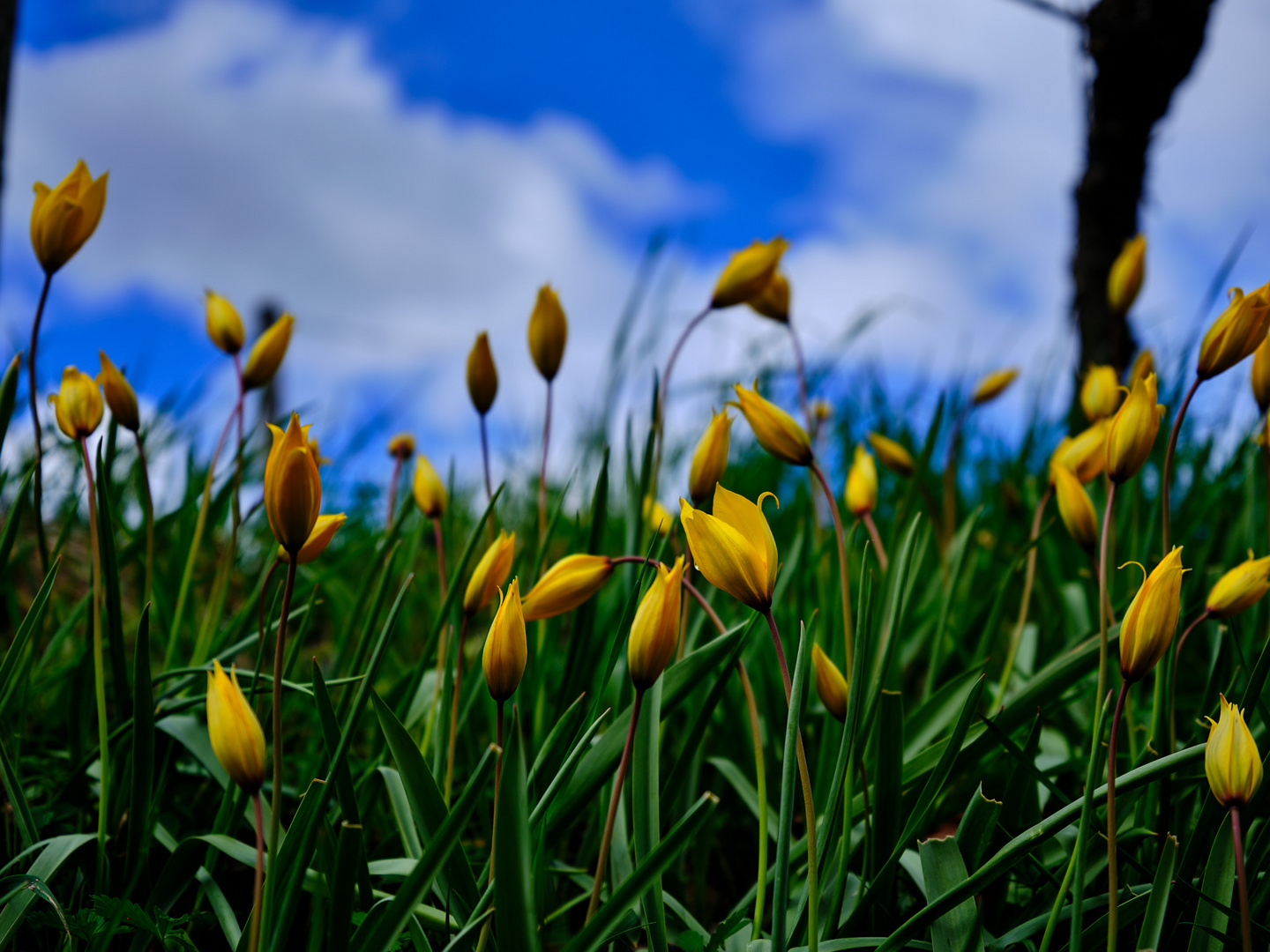 Weinbergtulpen