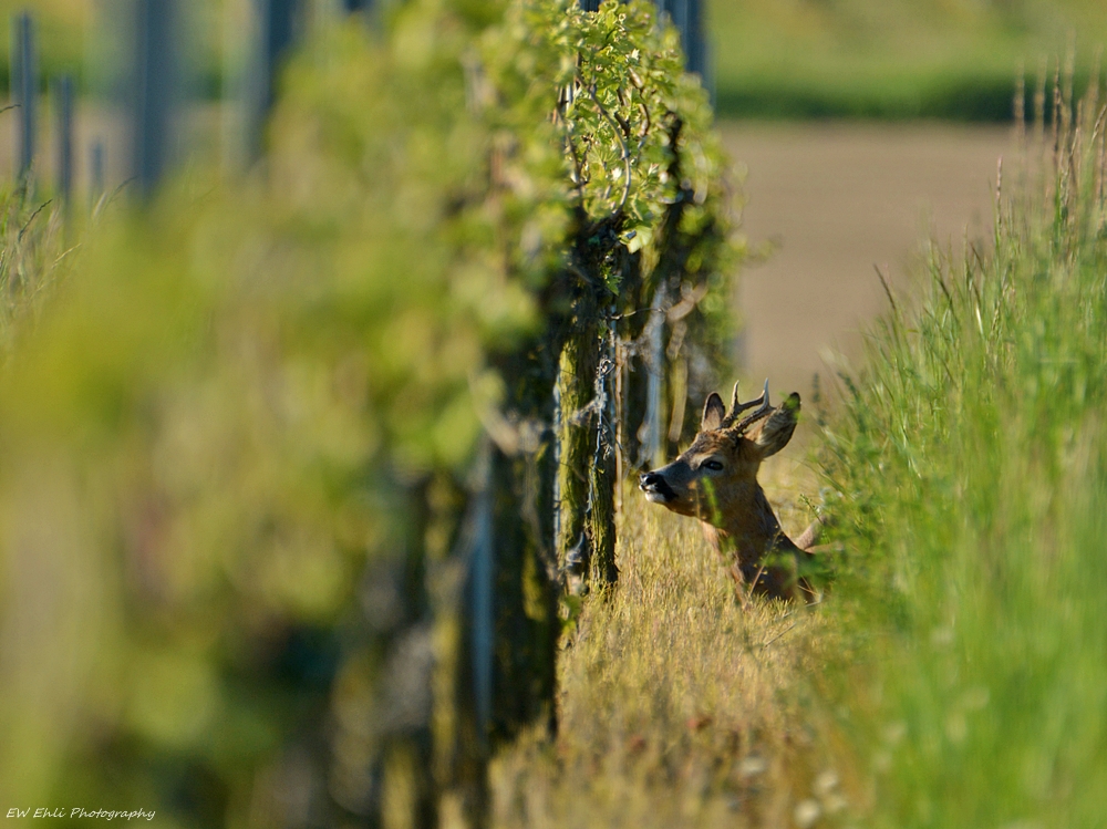 Weinbergwächter