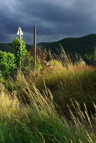 Weinbergwetter