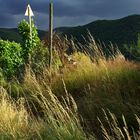 Weinbergwetter