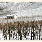 Weinberg_Winter_Kanzem_3771_1