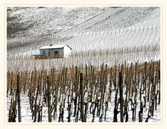 Weinberg_Winter_Kanzem_3771_1