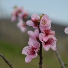 Weinberpfirsich in der Blüte